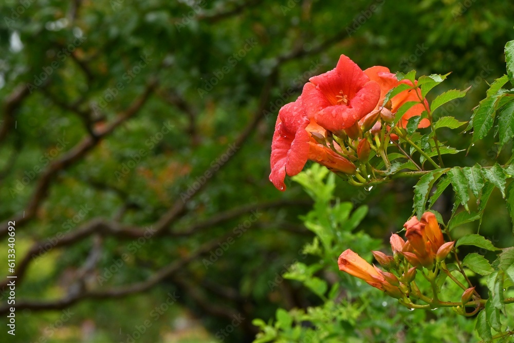 Chinese trumpet vine flowers. Bignoniaceae deciduous vine. Beautiful funnel-shaped orange or red flowers bloom from summer to autumn.