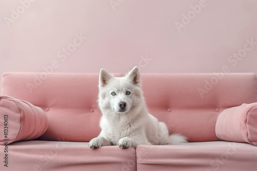 White Siberian husky dog lying on pink couch, cute pet on sofa in room, generative AI