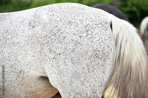 Close-up of a flea-bitten grey horse croup. Horse's rear end and tail. Grey buckwheat suit horse