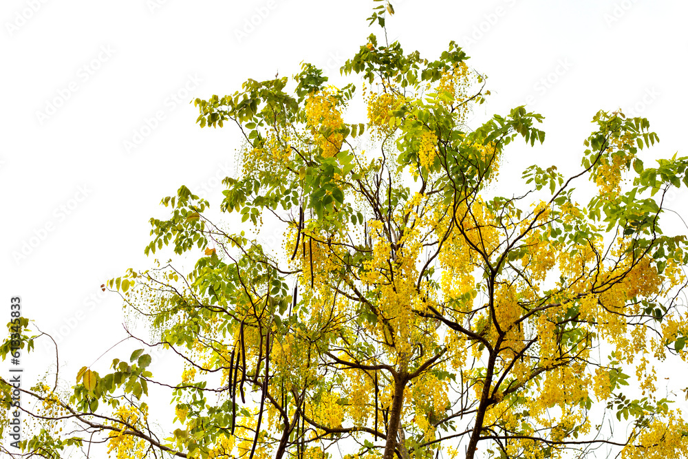 Fototapeta premium Cassia fistula flower on tree