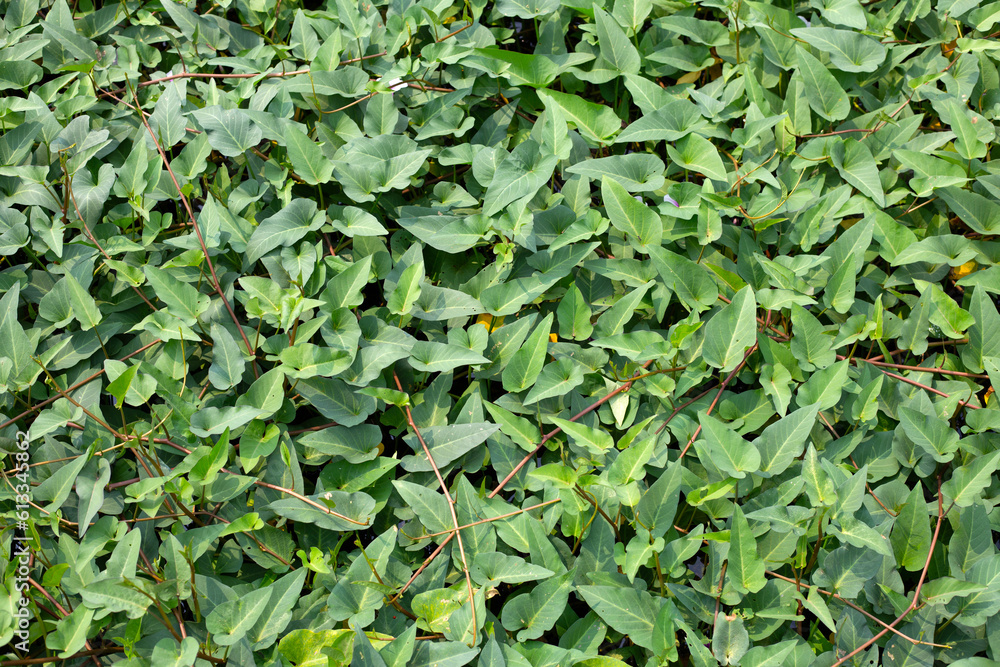 Water spinach or river spinach, water morning glory Water spinach or river spinach, water morning glory