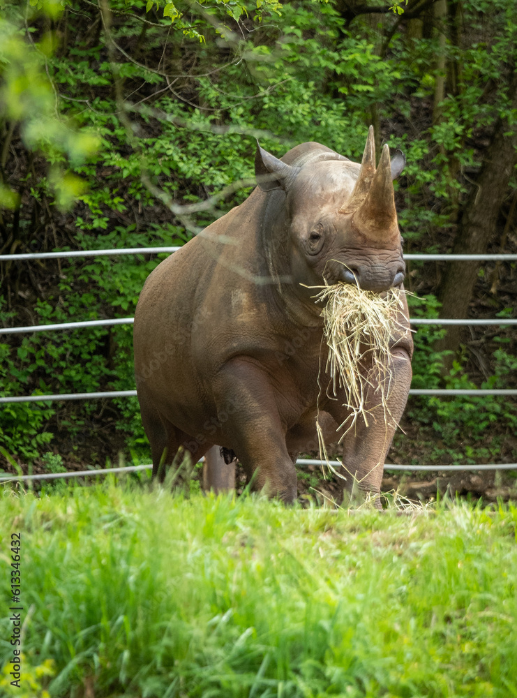 Fototapeta premium rhino in the grass