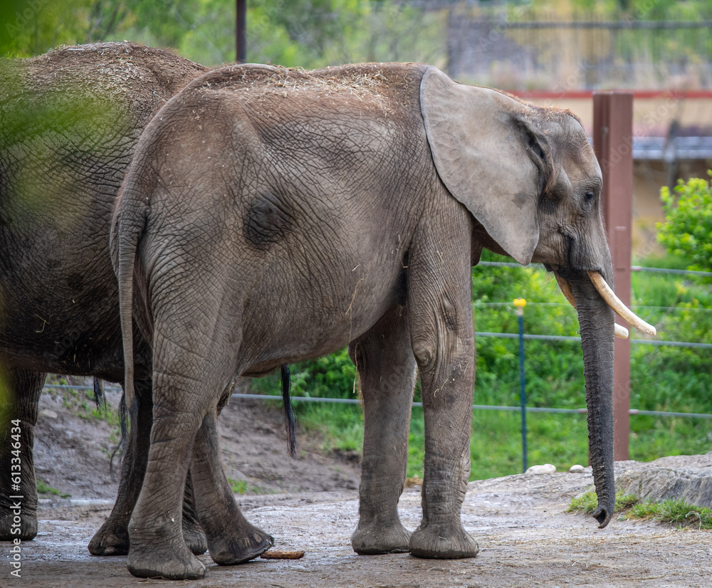 Fototapeta premium elephant in the zoo