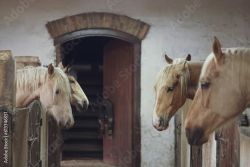 Adorable horses in wooden stable. Lovely domesticated pet