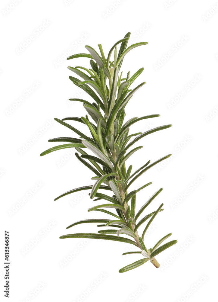 Sprig of fresh rosemary isolated on white Sprig of fresh rosemary isolated on white