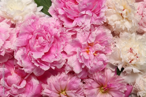 Beautiful aromatic peony flowers as background  closeup