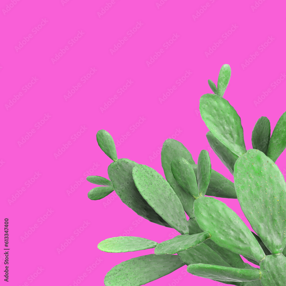 Beautiful green cactus plant on hot pink background, space for text