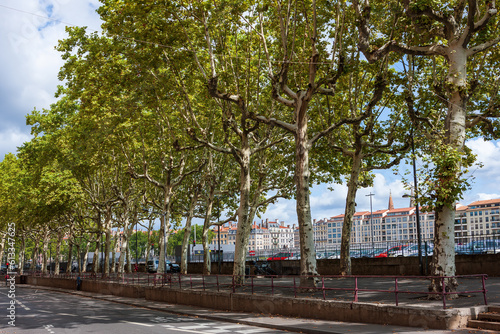 Sycamore Alley on the Rhone embankment in the center of Lyon. Auvergne — Rhone — Alpes, France