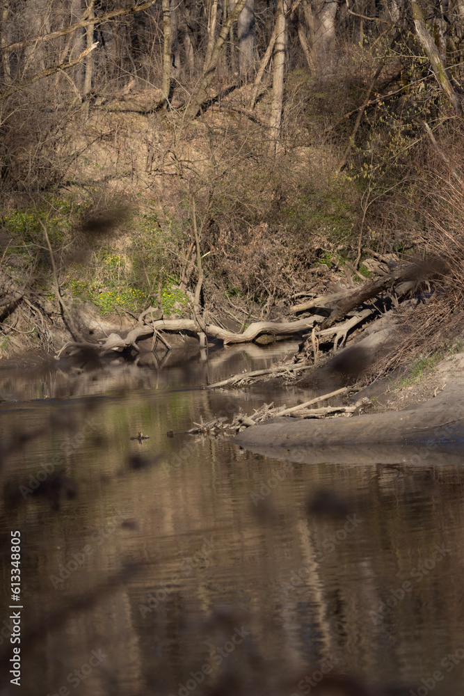 river in forest river in forest