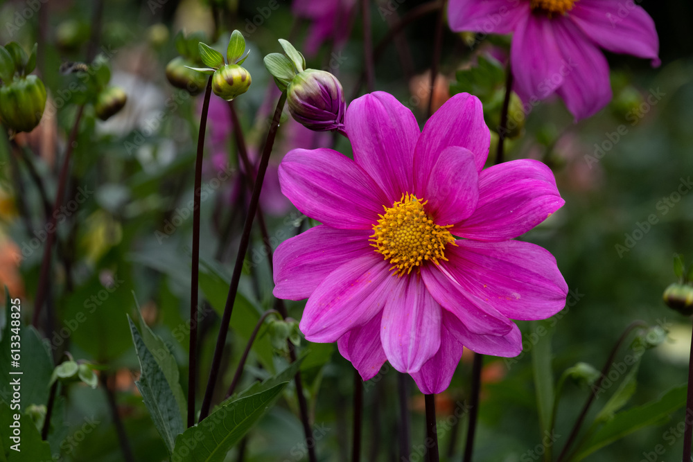 Obraz premium ダリア