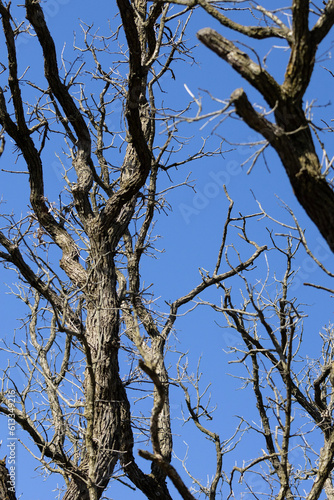 tree branches against blue sky