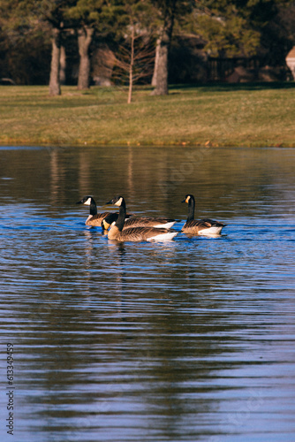 ducks in the lake