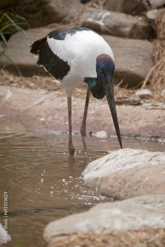 The Jabiru or black necked stork is a black-and-white waterbird stands an impressive 1.3m tall and has a wingspan of around 2m. The head and neck are black with an iridescent green and purple sheen.