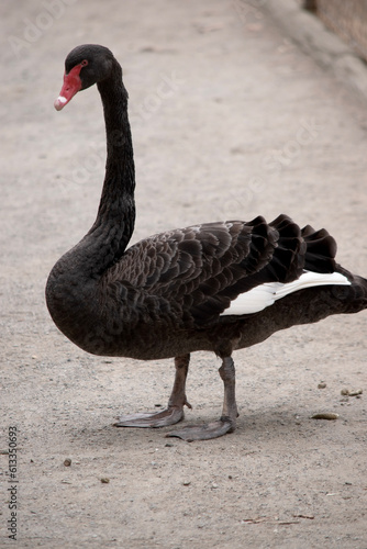 the black swan has black feathers edged with white on its back and is all black on the head and neck.  It has a red beak with a white stripe and red eyes