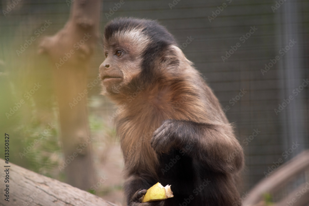 The brown capuchin has brown, thick fur with a dark wedge on the forehead and lighter face, cheeks and chin. The brown capuchin has brown, thick fur with a dark wedge on the forehead and lighter face, cheeks and chin.