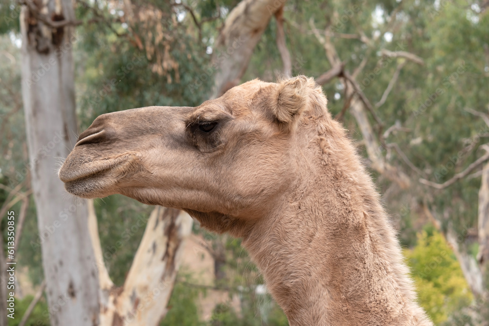 Obraz premium Camels are mammals with brown eyes, long lashes, a big-lipped snout and a humped back.