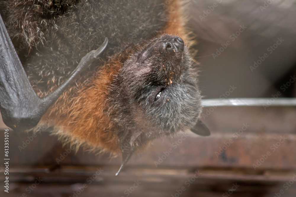 Bats are the only mammals that can fly. Instead of arms or hands, they