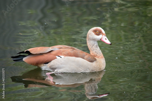 Slika na platnu this is a side view of an Egyptian goose swimming