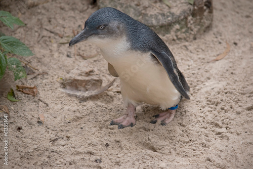 the little penguin, little blue penguin, or fairy penguins are small black and white bird that doesn't fly