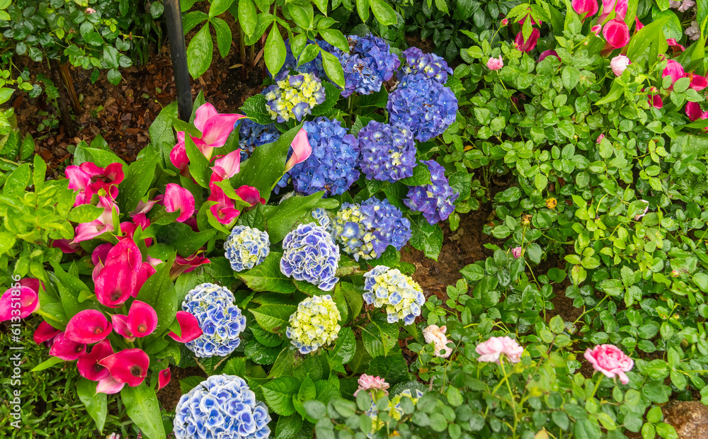 Blooming vibrant hydrangea flowers in garden Blooming vibrant hydrangea flowers in garden