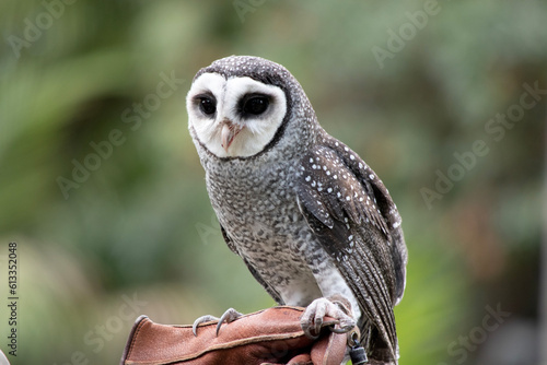 Foto the lesser sooty owl has dark eyes set in a prominent flat, heart-shaped facial disc