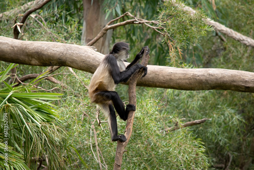 The spider monkey has thumbless hands, this lanky potbellied primate can move swiftly through the trees, using its long tail as a fifth limb. photo