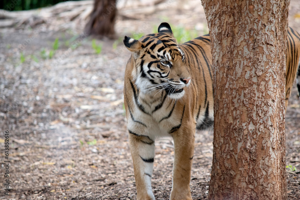 Obraz premium the tiger is next to a tree