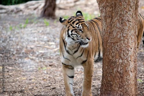 the tiger is next to a tree