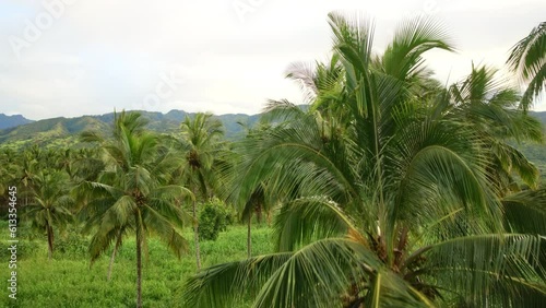 Wallpaper Mural Drone Through Tropical Field Torontodigital.ca