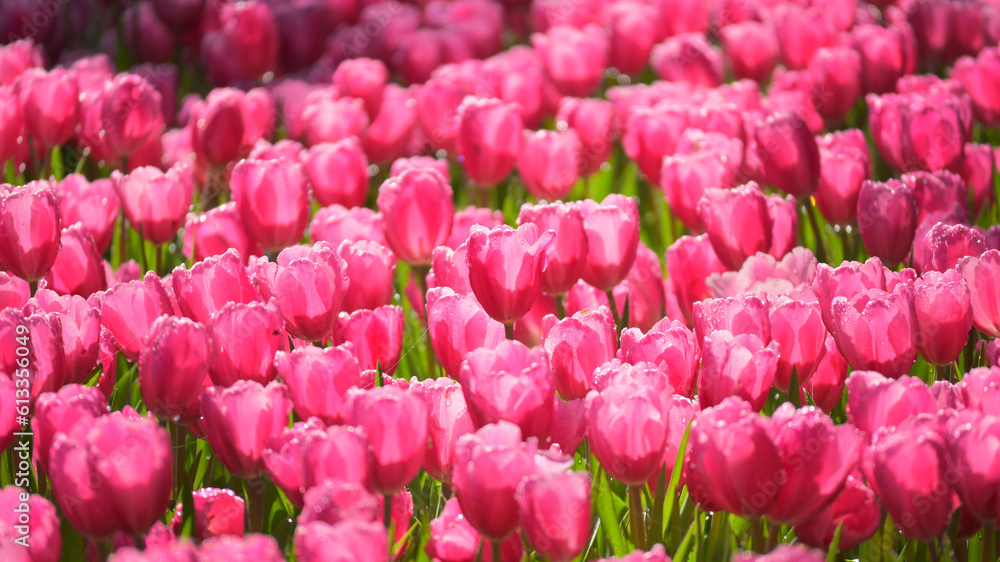 beautiful pink tulip in the garden, natural background beautiful pink tulip in the garden, natural background