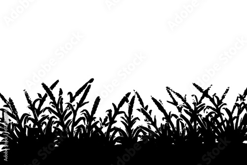 Wallpaper Mural black silhouette of grass isolated on white background Torontodigital.ca