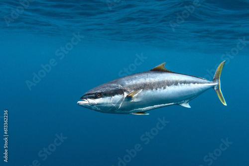 Yellowtail kingfish swimming in clear blue ocean water 