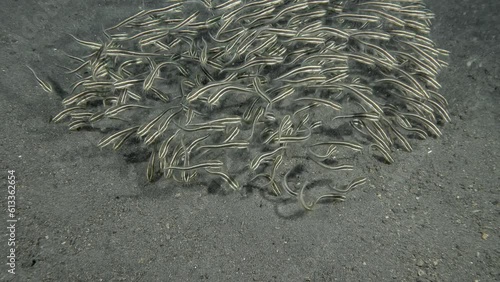 A flock of striped catfish swims near the seabed, gathering food from the surface of the sand.
Striped Catfish (Plotosus lineatus). Eeltail catfishes (Plotosidae) 32 cm. ID: 4 pairs of mouth barbels. photo