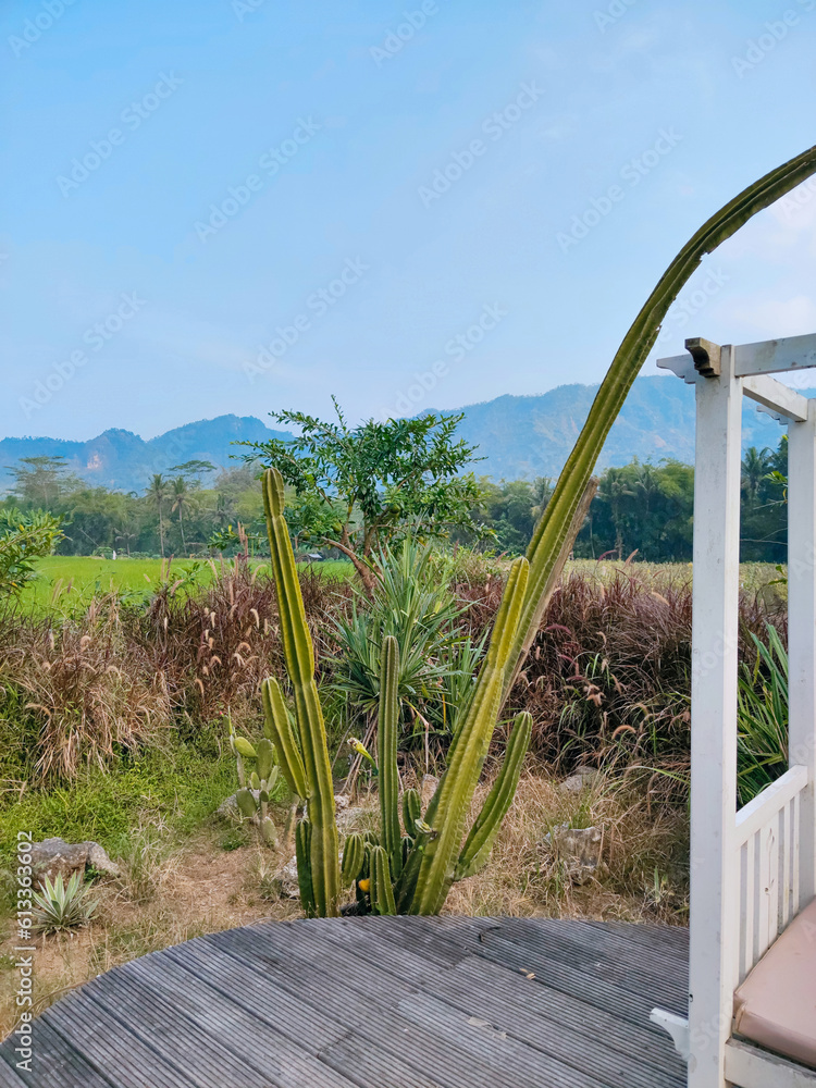 tall cactus plants, with a background of rice fields and hill silhouettes tall cactus plants, with a background of rice fields and hill silhouettes