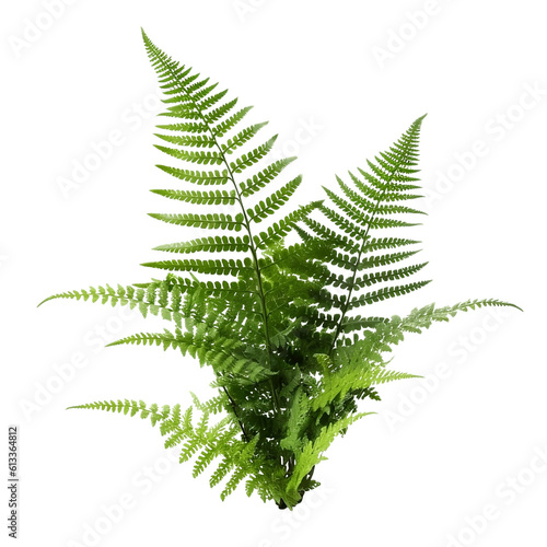 Fern leaf isolated on transparent background, Ornamental foliage, Green fern leaves isolated over white background, side view, close up, woodland forest fern, botanical design. generative ai