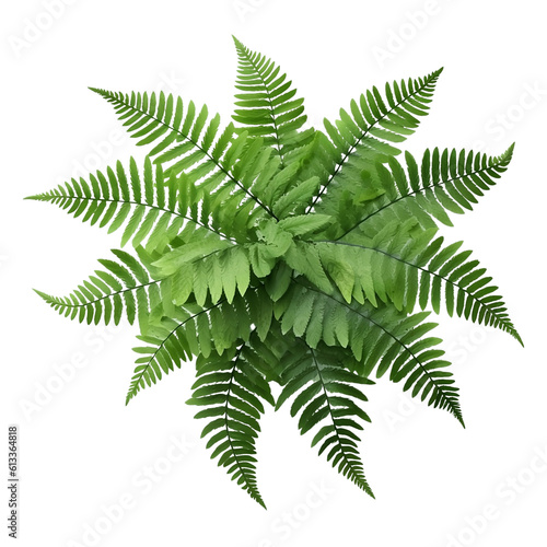 Fern leaf isolated on transparent background, Ornamental foliage, Green fern leaves isolated over white background, top view, view from above, close up, botanical design. generative ai
