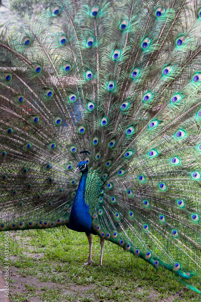 Fototapeta premium Beautiful peacock showing off its pretty feathers on a summer morning in Quito Ecuador.