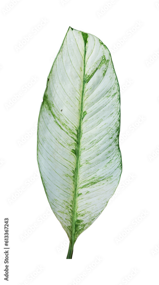 Obraz premium philodendron leaf isolated. natural leaves element 