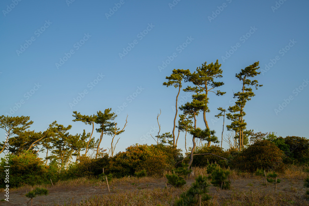 Obraz premium 静岡県浜松市 早朝の中田島砂丘