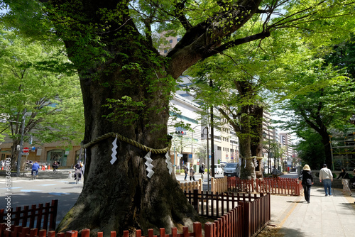 大国魂神社（東京都府中市）の鳥居前にそびえるケヤキのご神木