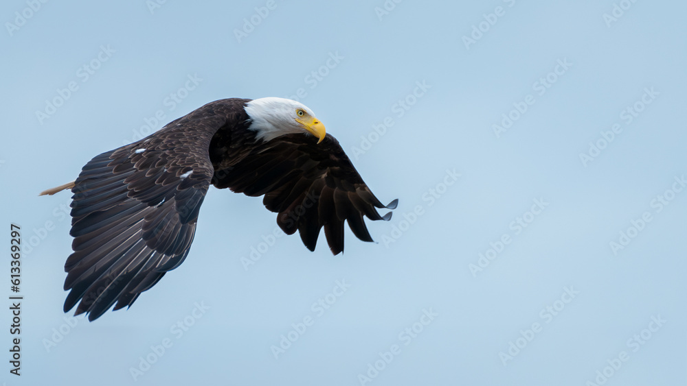Obraz premium Bald Eagle in Flight, San Juan Island