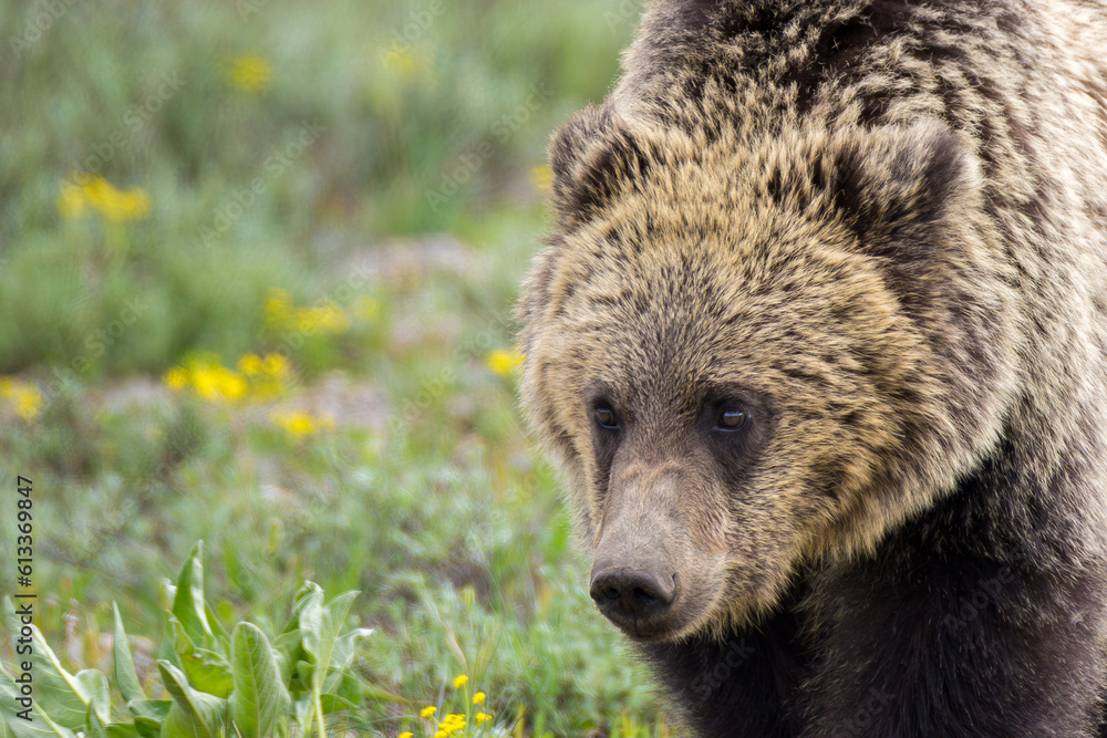 Fototapeta premium Close up Grizzly Bear GTNP