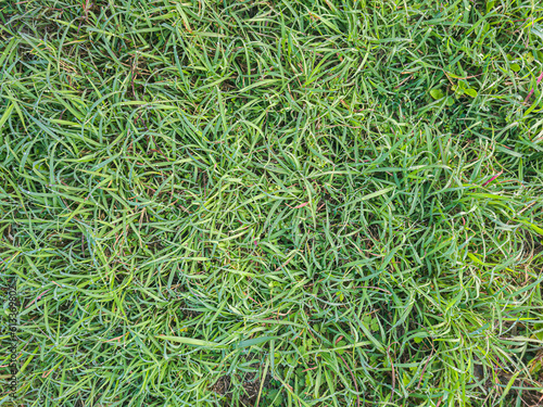 freshly cut grass, macro low angle shot. Fresh and healthy Green Grass Texture Background lawn. Natural green background of grass with selective focus. bright fresh spring grass texture, closeup