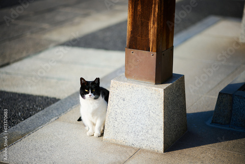神社の入口に座っている野良猫