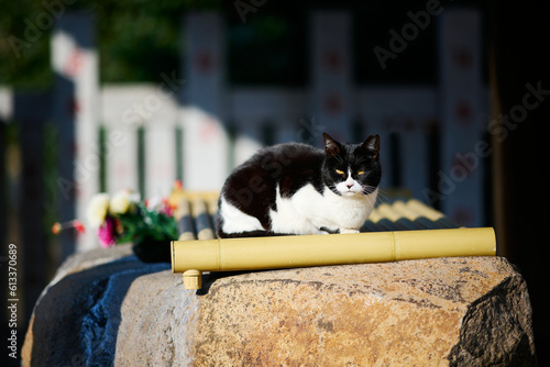 神社の入口に座っている野良猫