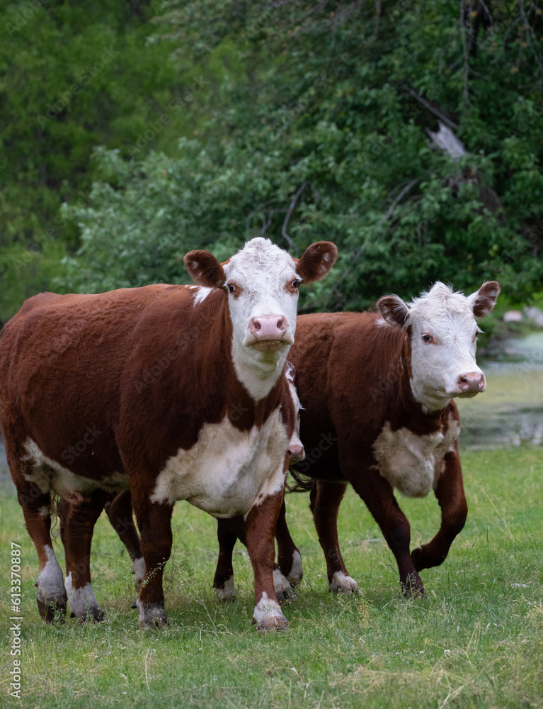 two brown and white domestic hereford cows walking towards camera in green lush pasture land or field on farm in countryside vertical format room for type cows in motion on the move one leg up walking two brown and white domestic hereford cows walking towards camera in green lush pasture land or field on farm in countryside vertical format room for type cows in motion on the move one leg up walking