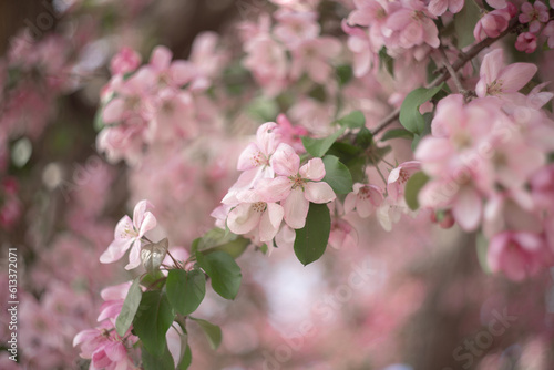 Pink flowers with leaves of blossoming apple tree in spring with beautiful bokeh photo