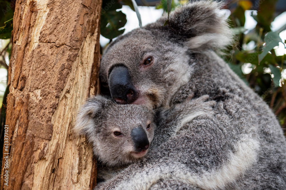 Obraz premium Koala joey