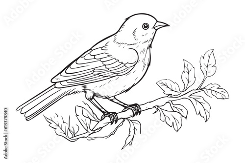 Kids Coloring Book, Cute Bird Coloring Pages, Bird Character Vector Illustration