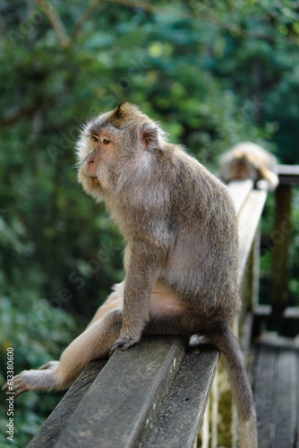 Selected focus of Monkeys (Macaca Fascicularis) having fun relaxing in the afternoon at Monkey Forest, Bali © Trisa Artika